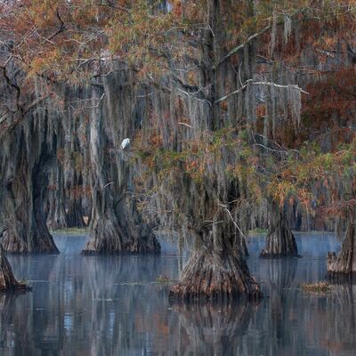 9. Platz: Maurizio Barchi - Cipressi calvi