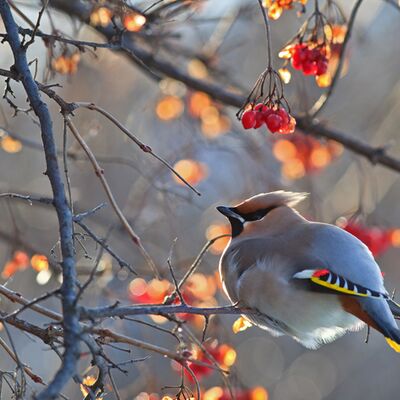 3. Platz: Elzenbaumer Helmut - Seidenschwanz