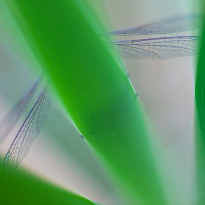 1. Platz: Hugo Wassermann - Libelle