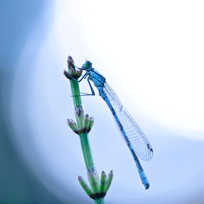 7. Platz: Pietro Ploner - Libelle