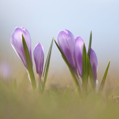 9. Platz: Pietro Ploner - Krokus