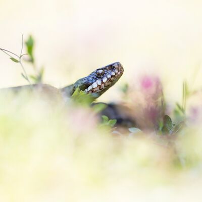 1. Platz: Johannes Wassermann - Kreuzotter