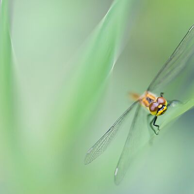 1. Platz: Gerd Tauber - Libelle