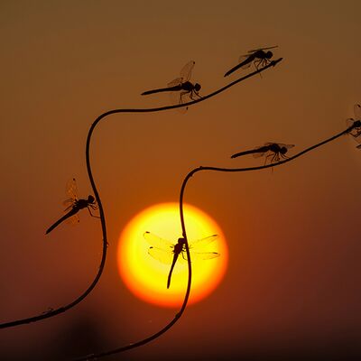 2. Platz: Valter Pallaoro - Primi raggi di sole