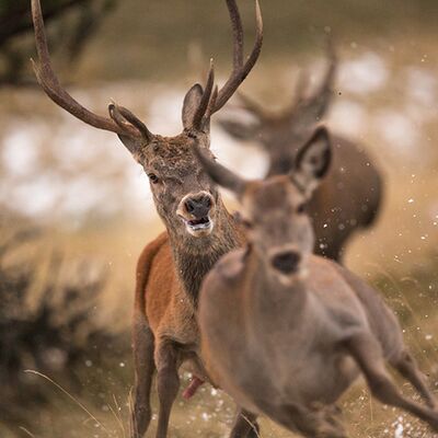 3. Platz: Elmar Kuntner - Hirsche