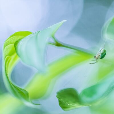 4. Platz: Gerd Tauber - Blätterwald