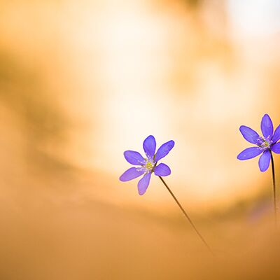 7. Platz: Matthias Gritsch - Leberblümchen