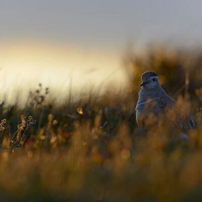 7. Platz: Stefano Baglioni - Piviere tortolino all alba