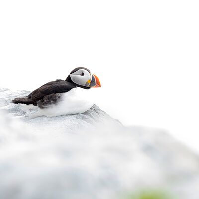 7. Platz: Annamaria Pernstich - Atlantic puffin in white