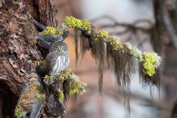 SPERLINGSKAUZ_Der etwas andere Ansitz