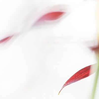 10. Platz: Gerd Tauber - Frauenschuh