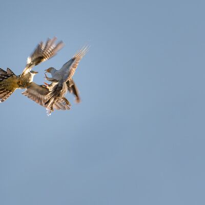 10.  Reinhard  Arnold - Revierkampf unter Kuckucks