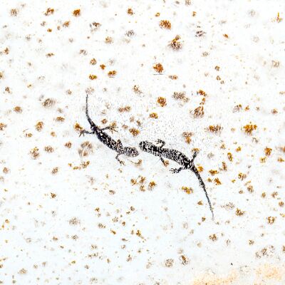 1. Platz: Claudio Sferra - Bergmolche