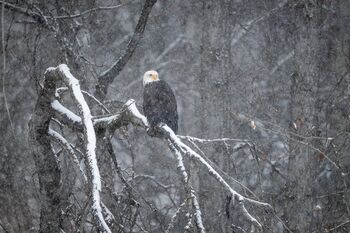 aquila di mare testabianca_Alaska