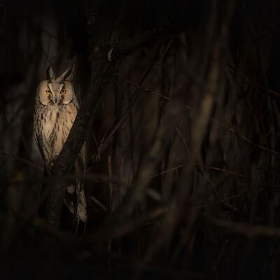 2. Platz: Elmar Kuntner - Wächter der Nacht