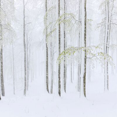 2. Platz: Helmut Elzenbaumer - Wintereinbruch