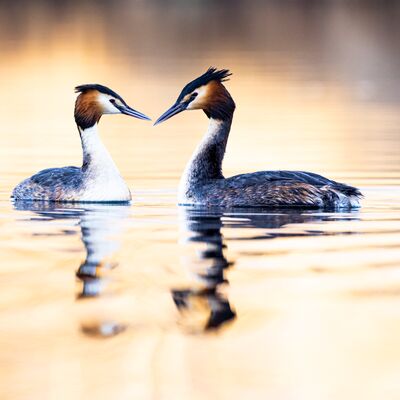 3. Platz: Günther Plaickner - Haubentaucher Paarung
