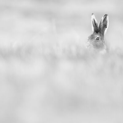 4. Platz: Sepp Hackhofer - Schneehase