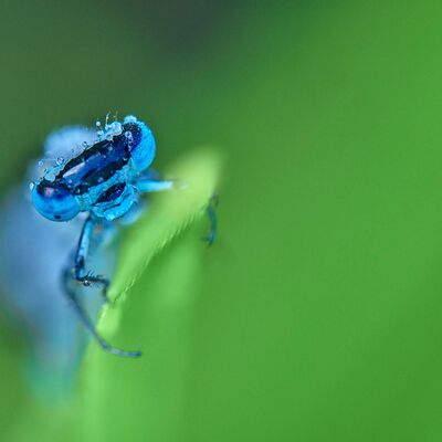 5. Platz: Helmut Elzenbaumer - Libelle