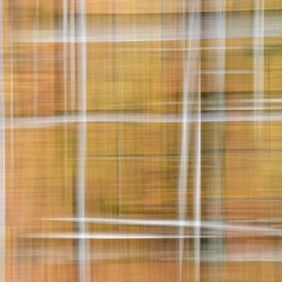 5. Platz: Maurizio Barchi - Incrocio di alberi