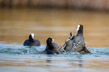discussione tra folaghe