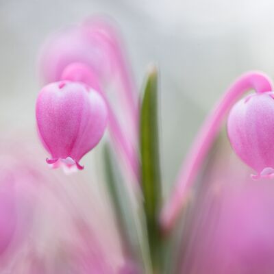 9. Platz: Sepp Hackhofer - Rosmarinheide