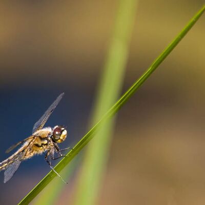 10. Platz: Fumanelli Patrick – Libelle