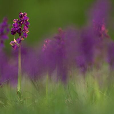 4. Platz: Pallaoro Walter