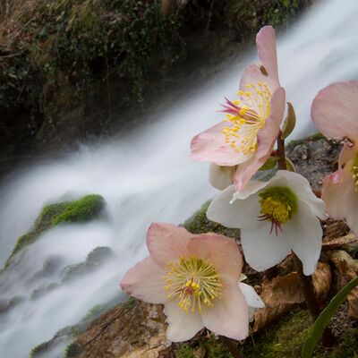 4. Platz: Valter Pallaoro - Natale ma non sembra