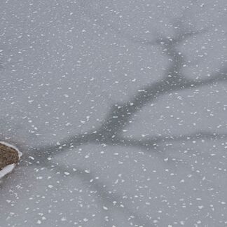 6. Platz: Gerhard Tauber - Stein im Teich