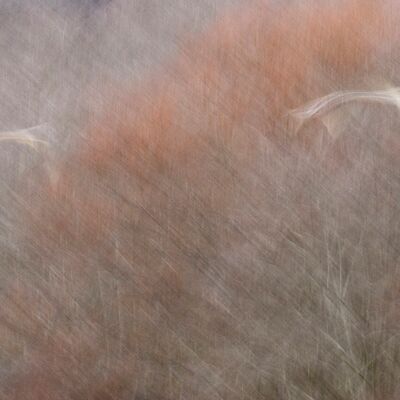 8. Platz: Patrick Fumanelli - Stockenten im Flug