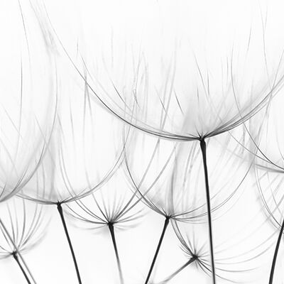 1. Platz: Hugo Wassermann - Wiesenbocksbart