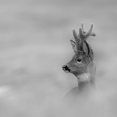 2. Platz: Konrad Bachmann - Rehbock