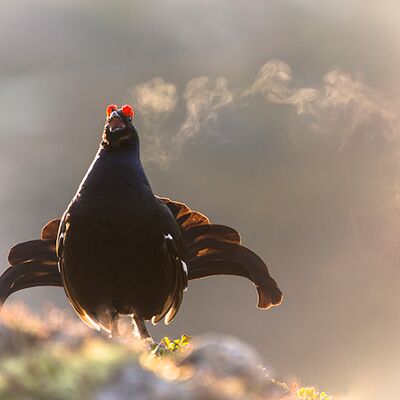 2. Platz: Johannes Wassermann - Birkhahn