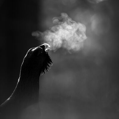 3. Platz: Johannes Wassermann - Atem