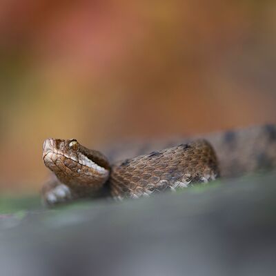 3. Platz: Valter Pallaoro - Vipera aspis