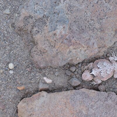 3. Platz: Stefano Baglioni - Mimetismo