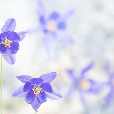 5. Platz: Ulrike Ploner - Alpen Akelei