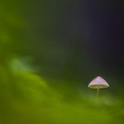 8. Platz: Günther Plaickner - Pilz