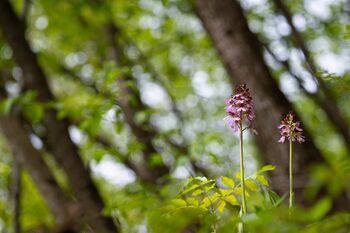 piccoli gioielli sotto i giganti