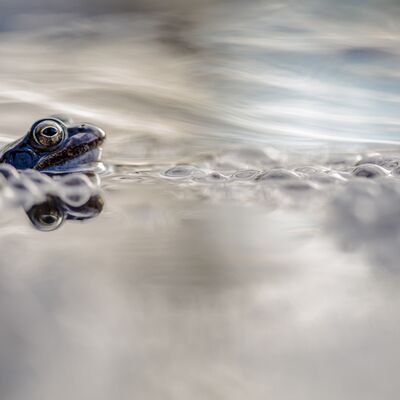 8. Platz: Johannes Wassermann - Grasfrosch