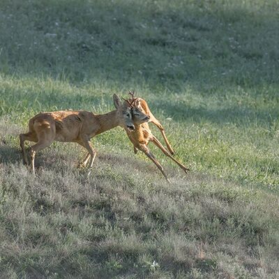 9. Platz: Reinhard Arnold - Revierkampf