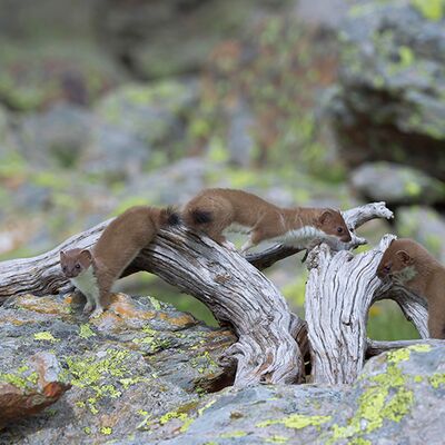 10. Platz: Valter Pallaoro - Giocando si impara