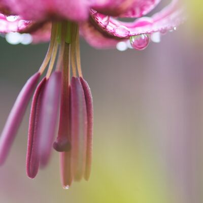 10. Platz: Roland Platzgummer - Türkenbund