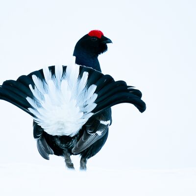 3. Platz: Peter Pliger - Balztanz