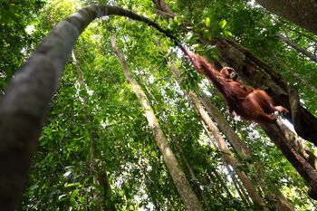 orangutan con baby_Indonesia