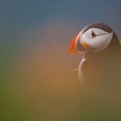 1. Platz: Hackhofer Sepp - Papageientaucher