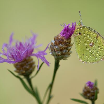 9. Platz: Pallaoro Walter