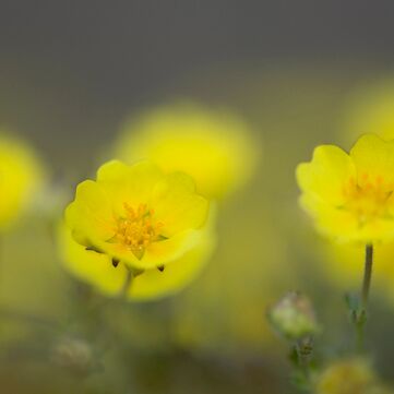 4. Platz: Walter Pallaoro