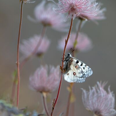 4. Platz: Valter Pallaoro - Aspettando il sole